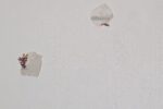 paper cutouts from free supermarket brochures, glue, paper, ink, steel nails; dimensions variable, © https://harpers.garden